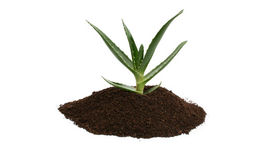 vancouver topsoil delivery with aloevera